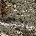 DSCN8284c