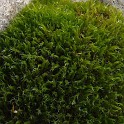 DSCN8349b