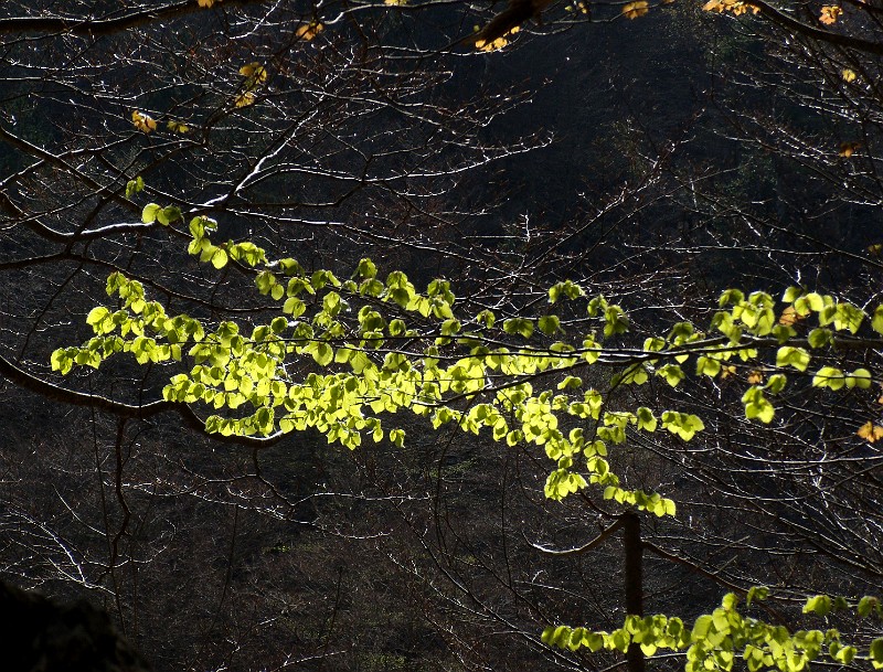 DSCN3129