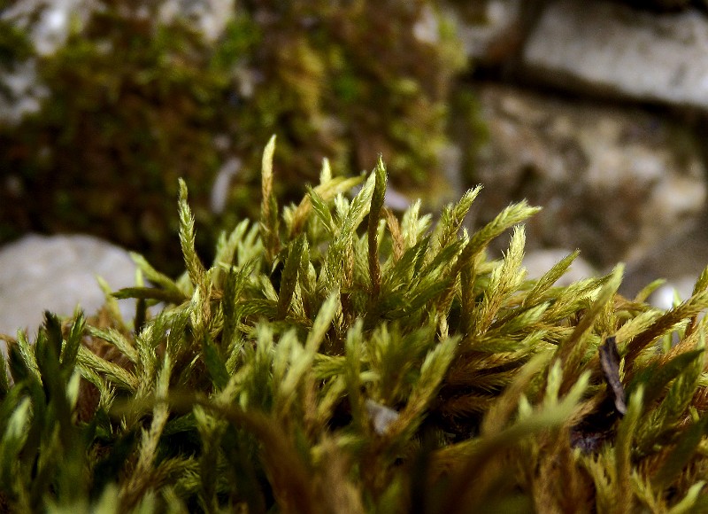 DSCN3188b