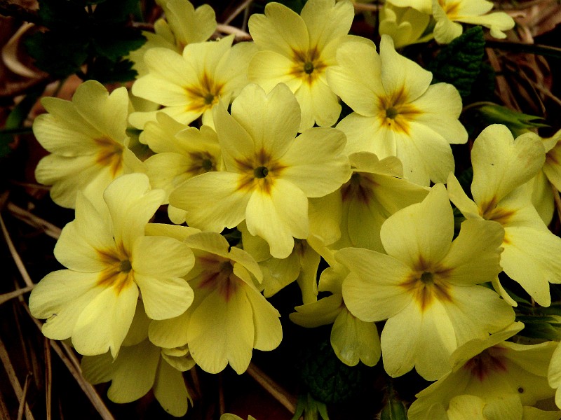 DSCN3190b