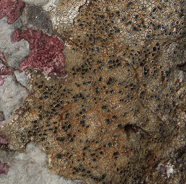 DSCN3195crop2
