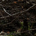 DSCN3087b