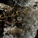 DSCN3100