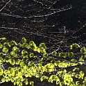 DSCN3129