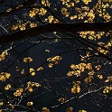 DSCN3132a