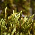 DSCN3188b