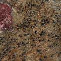 DSCN3195crop2