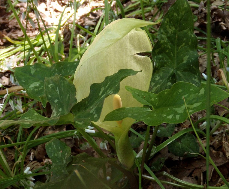002f1