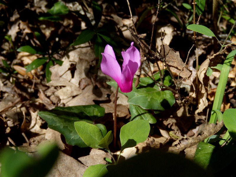 003g1
