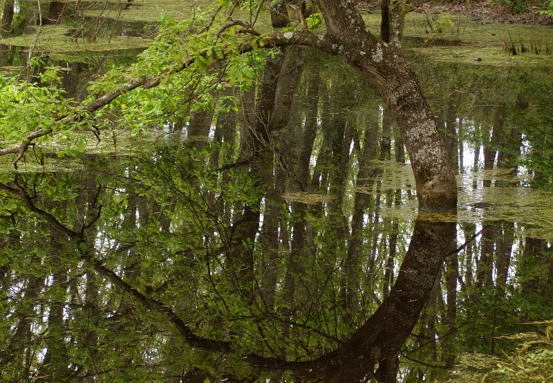081c