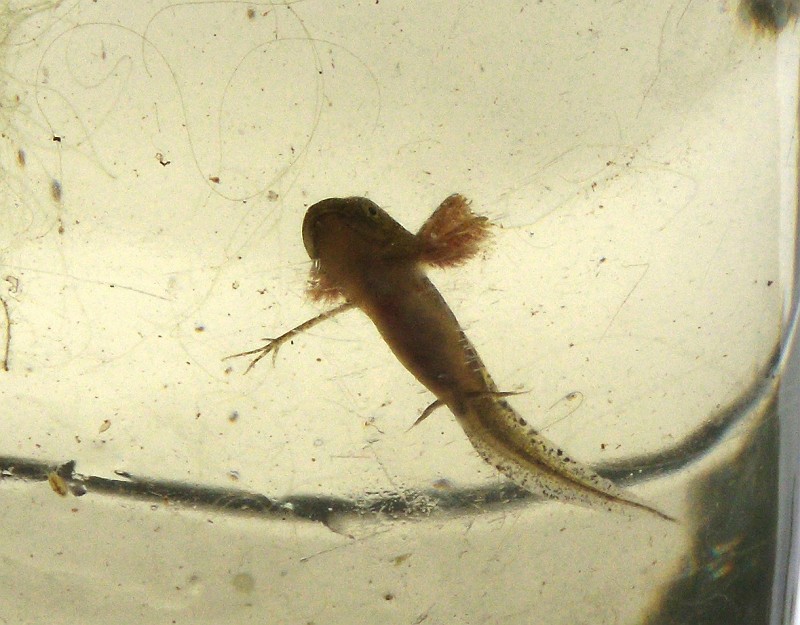 zz016b