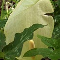 002f1