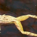 006