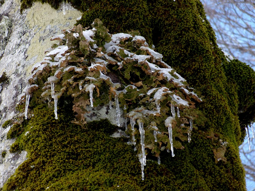 DSCN0540