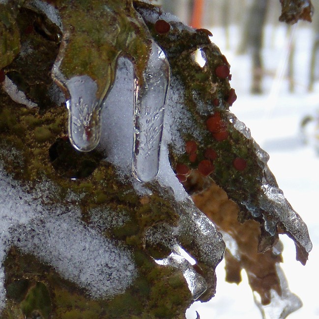 DSCN0541crop