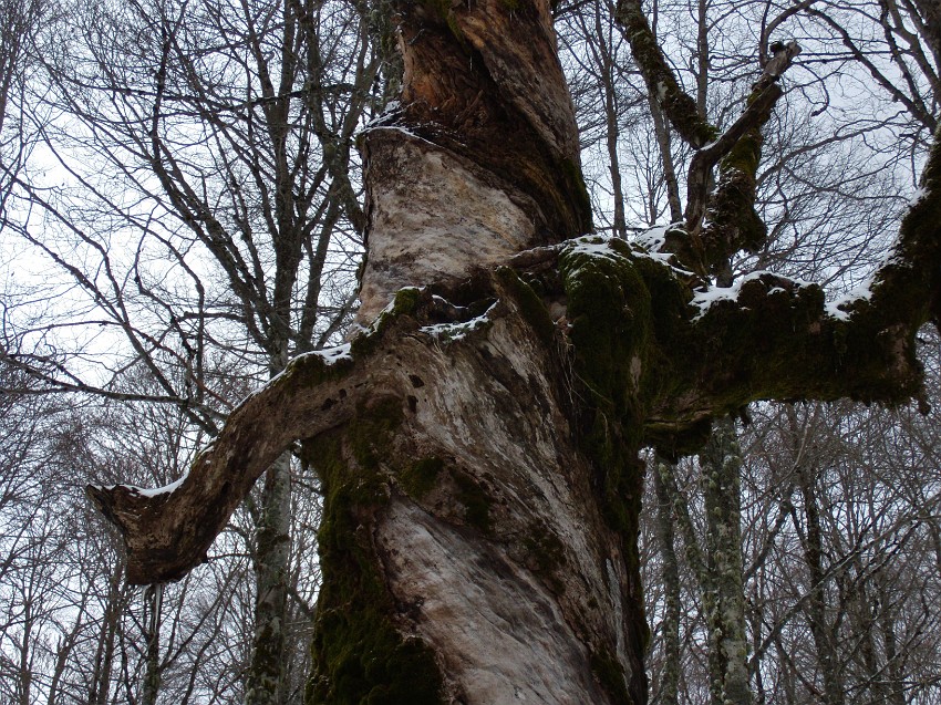 DSCN0609a