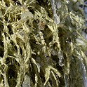 DSCN0526c