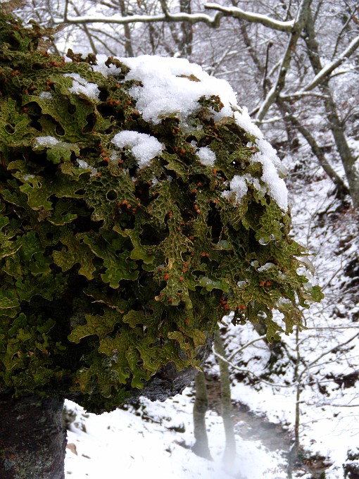 DSCN8652a