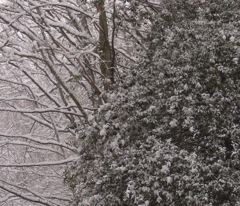 DSCN8705crop