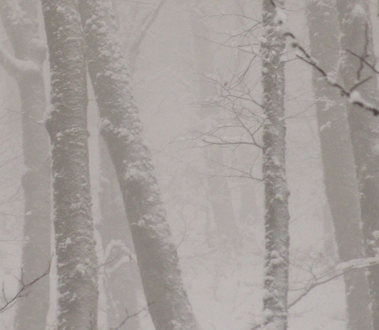 DSCN8721crop