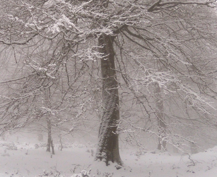 DSCN8726crop