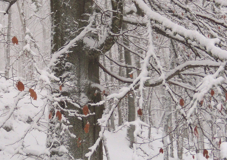 DSCN8730crop1