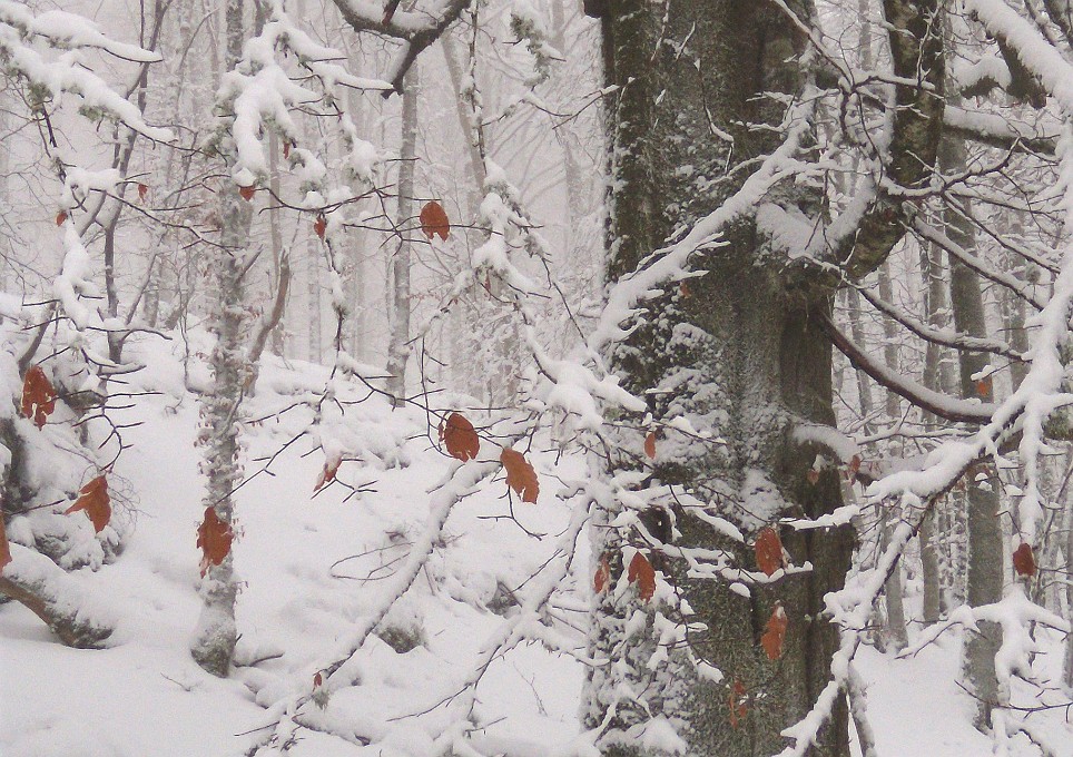DSCN8730crop2