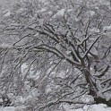 DSCN8619b
