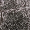 DSCN8705