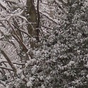 DSCN8705crop
