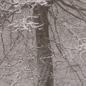 DSCN8726crop