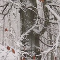 DSCN8730