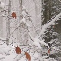 DSCN8730crop2