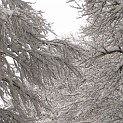 DSCN8741