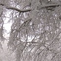 DSCN8767qua