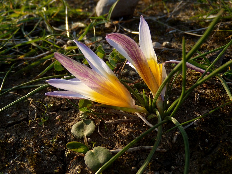 DSCN9002b
