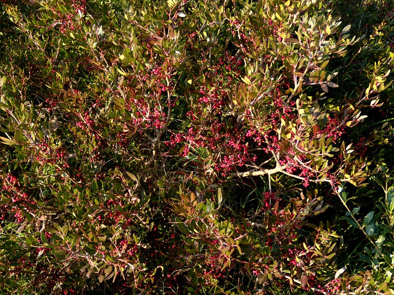 DSCN9041