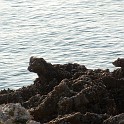 DSCN8985